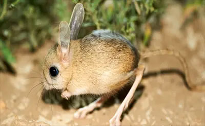 Jojoba Desert | Protecting Biodiversity